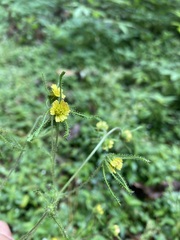 Sigesbeckia jorullensis