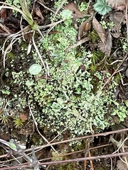 Cladonia subcariosa