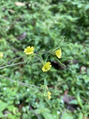 Sigesbeckia jorullensis