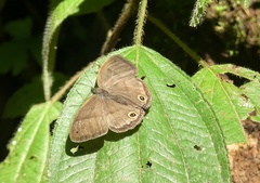 Cissia