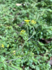 Sigesbeckia jorullensis