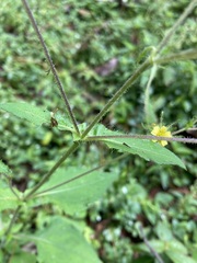 Sigesbeckia jorullensis