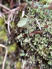 Cladonia subcariosa