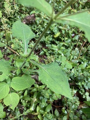 Sigesbeckia jorullensis