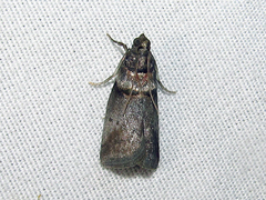 Acrobasis caryae