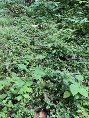 Sigesbeckia jorullensis