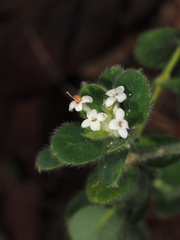 Pimelea altior