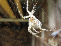Araneus cavaticus