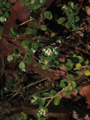 Pimelea altior