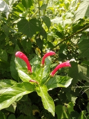 Centropogon cornutus