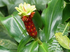 Costus pulverulentus image