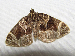 Gandaritis atricolorata