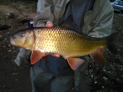 Moxostoma erythrurum