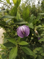 Centrosema brasilianum