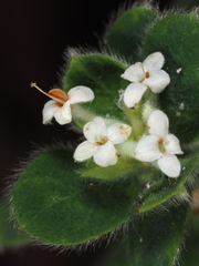 Pimelea altior