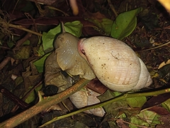 Megalobulimus