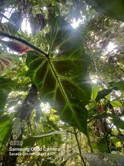 Philodendron verrucosum