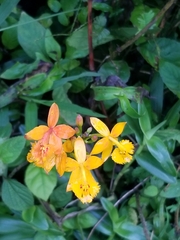 Epidendrum radicans