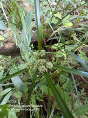Cyperus luzulae
