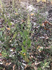 Atriplex australasica