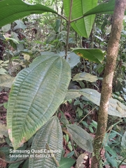 Miconia calvescens
