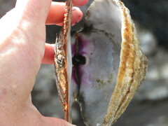 Crassadoma