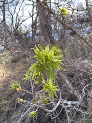 Aesculus glabra arguta