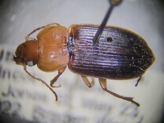 Amphasia interstitialis