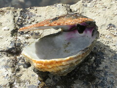Crassadoma