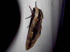 Ceratomia amyntor
