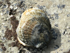 Crassadoma
