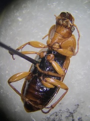 Amphasia interstitialis