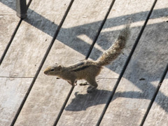 Funambulus palmarum
