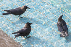 Corvus splendens