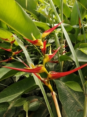 Heliconia latispatha