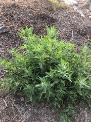 Atriplex australasica