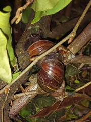 Lissachatina fulica