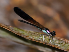 Heliocypha biseriata
