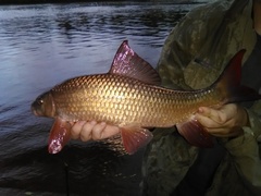 Moxostoma macrolepidotum