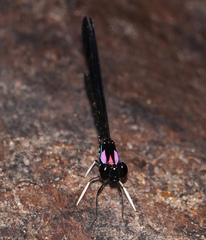 Heliocypha biseriata