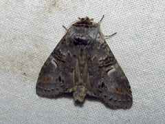 Ellida caniplaga