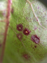 Ramularia rubella