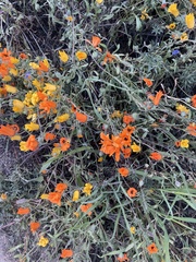 Dimorphotheca sinuata