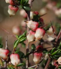 Cryptandra arbutiflora