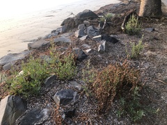 Atriplex australasica