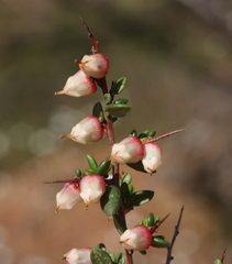 Cryptandra arbutiflora