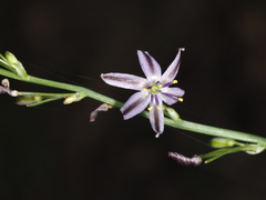 Caesia parviflora