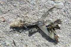 Scomberomorus maculatus