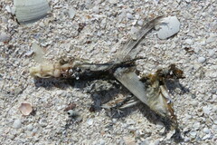 Scomberomorus maculatus