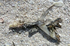 Scomberomorus maculatus